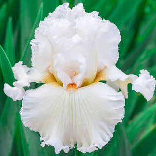 Catch A Star Bearded Iris